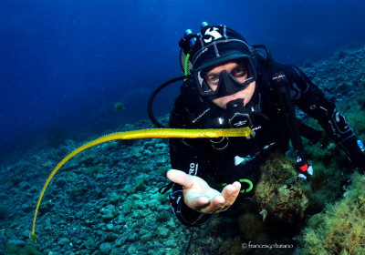 Agenzia/operatore Turistico Blue Diving Ustica